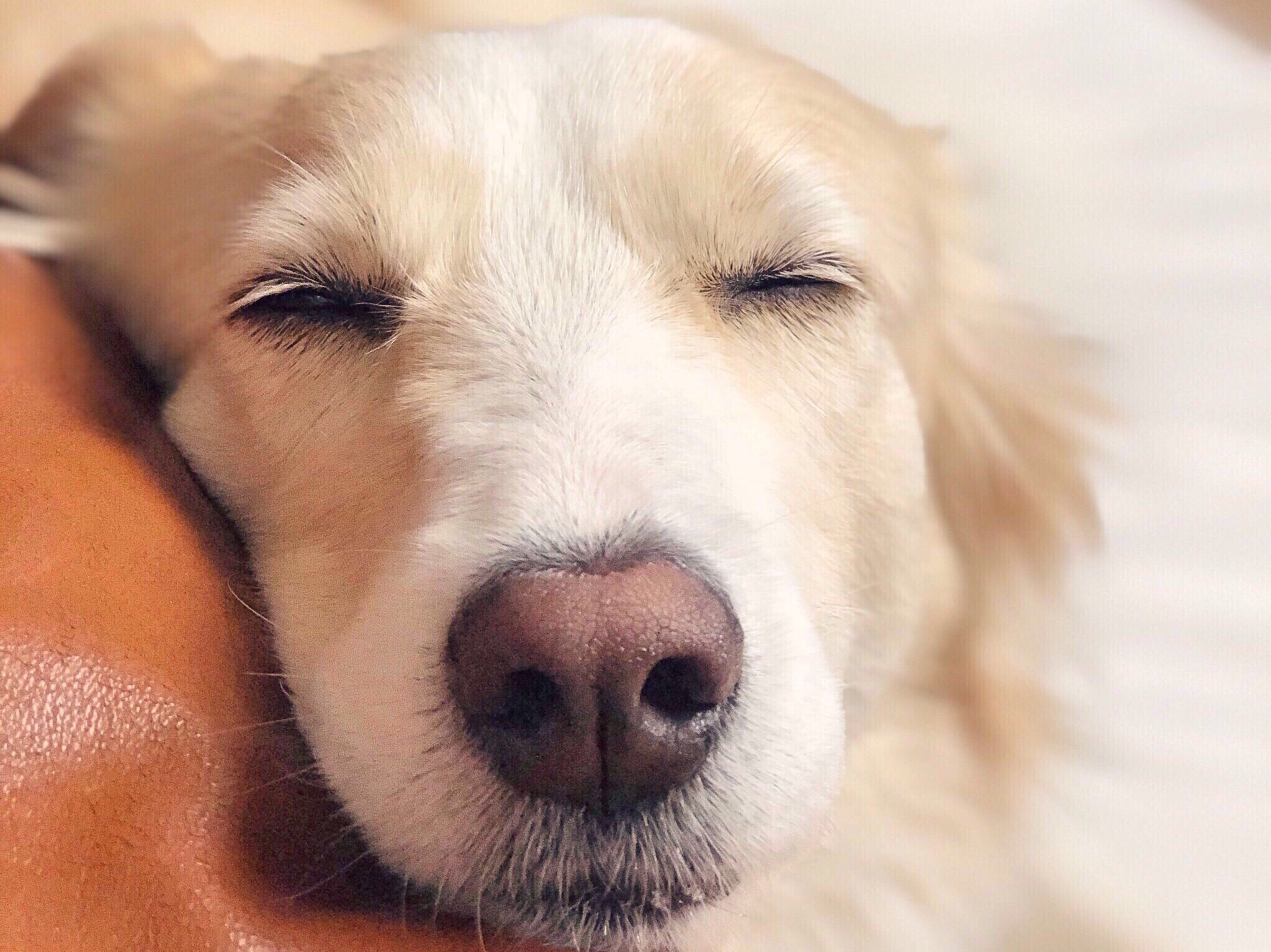 ENHYPEN VOTES  thumbnail