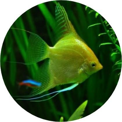 하늘이(물고기) image