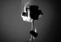 My Diary thumbnail image