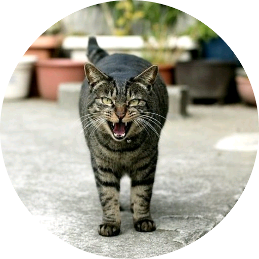 매우화난고양이 image