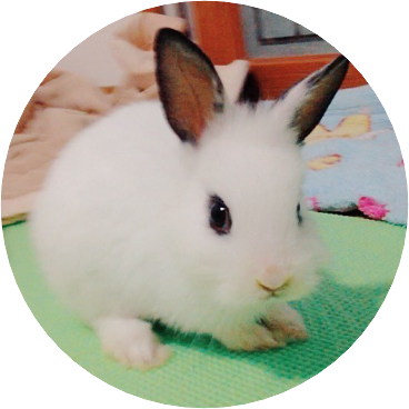 토 끼 수 빈 image