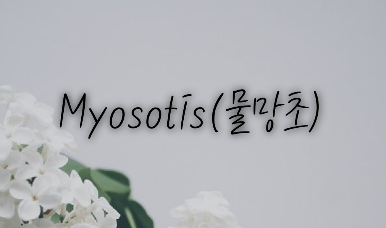 Myosotis (jangan lupakan aku) thumbnail