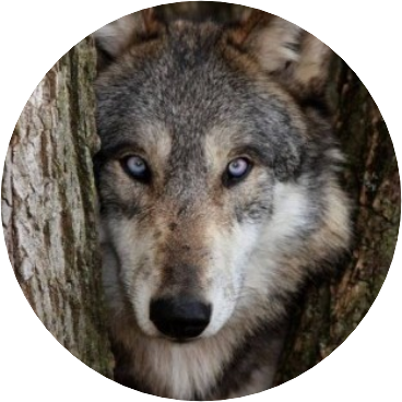 wolf image