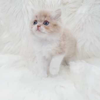 문준휘 ( 고양이 ) image
