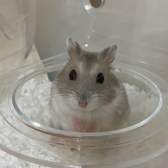 권순영 ( 햄스터 ) image