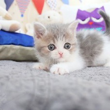 전원우 ( 고양이 ) image