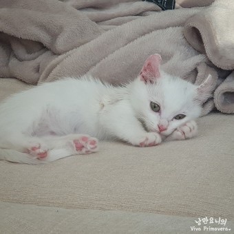 이지훈 ( 고양이 ) image