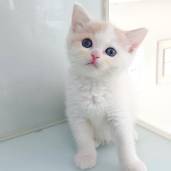 서명호 ( 고양이 ) image