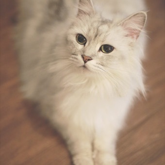 최한솔 ( 고양이 ) image