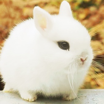 윤정한 ( 토끼 ) image