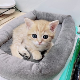 홍지수 ( 고양이 ) image