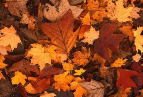 Hojas de otoño thumbnail