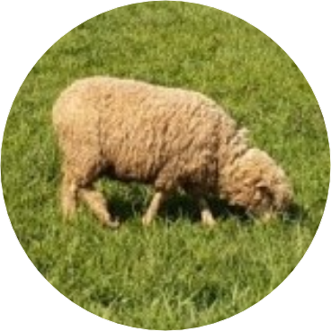 🐑 image