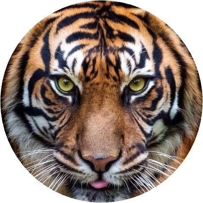 호시(변신) image