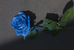 Mawar hitam dari kejauhan, mawar biru dari dekat. thumbnail