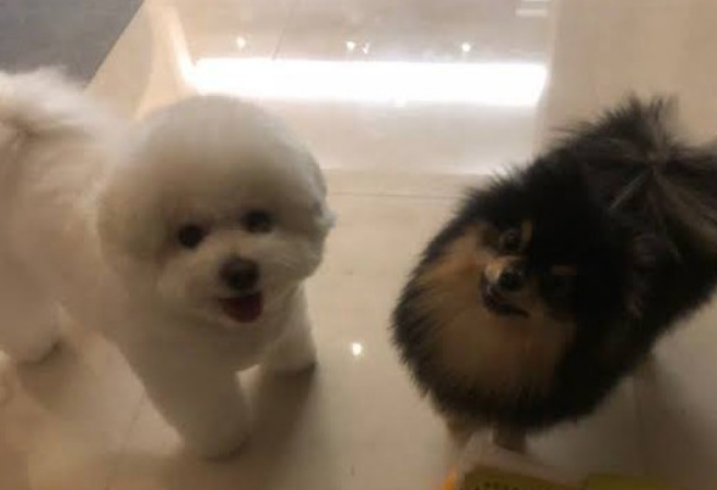 Historia de amor de los perros de BTS Padre Simba thumbnail