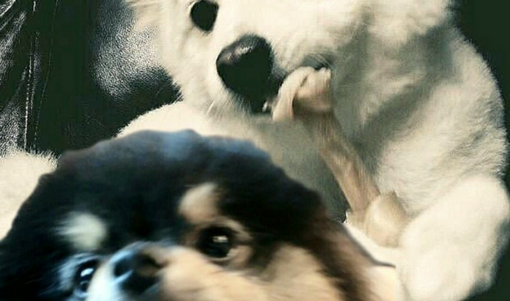 연탄과 모니 thumbnail