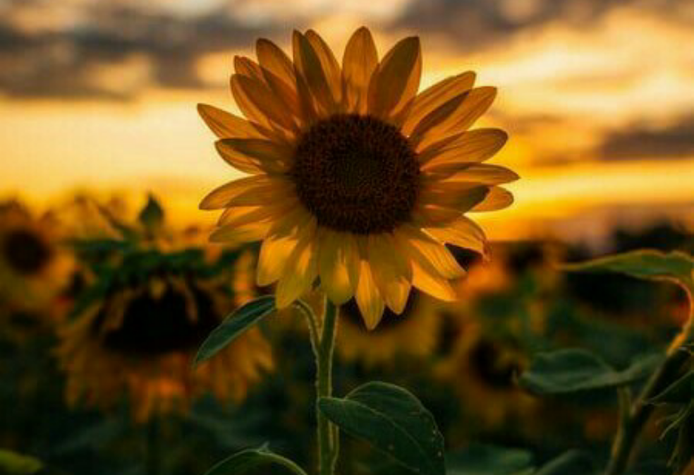 해바라기는 태양을 따른다 thumbnail