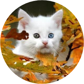 Little cat image
