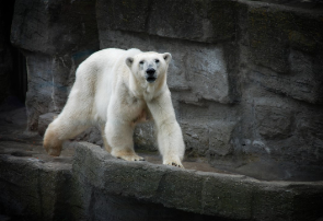 BANG CHAN IL MIO UOMO thumbnail