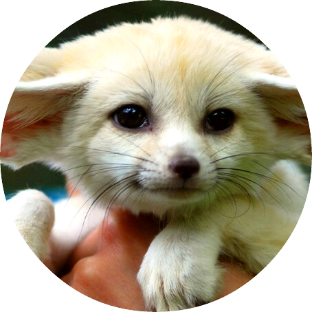 아이엔(사막여우) image