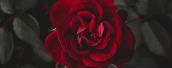 붉은 장미 thumbnail