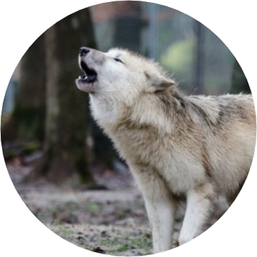 늑대 (전웅) image