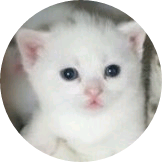 에리 image