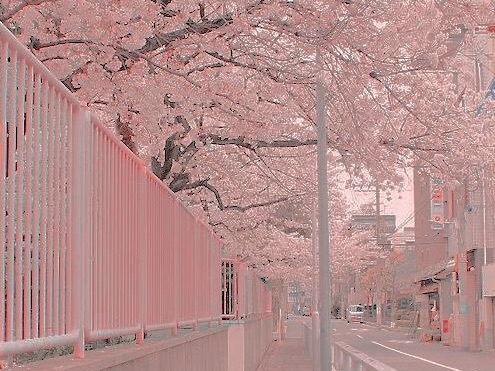 핑크 렌즈 thumbnail