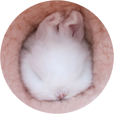 정한 image