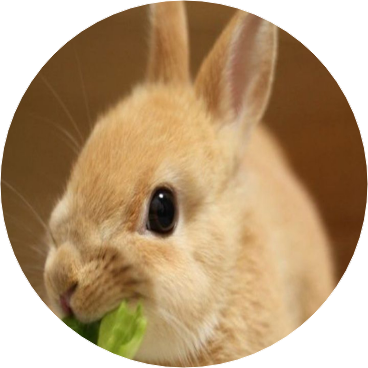 토끼(정정국 image