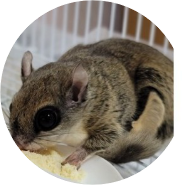 하늘다람쥐(호석 image