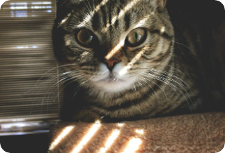 曼杜是我们的猫 thumbnail