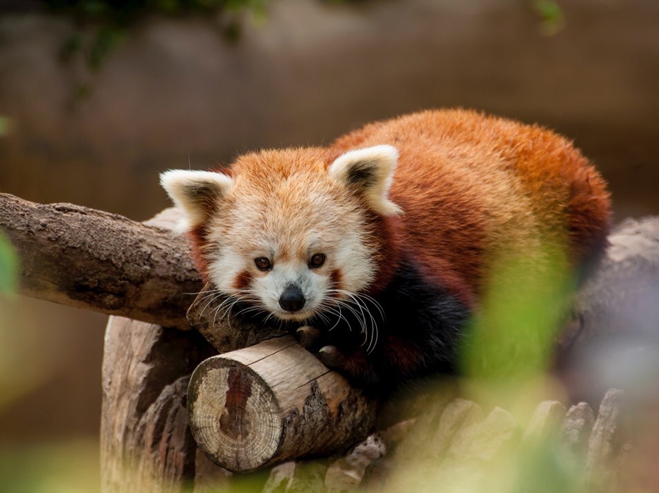 我半人半獸，而且是一家公司的老闆。 thumbnail