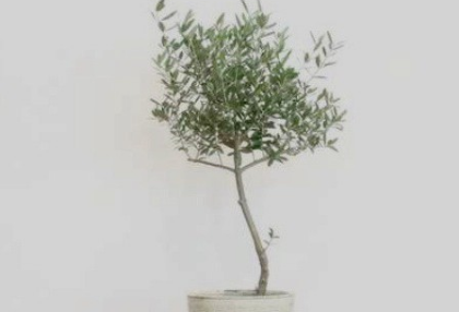 깨져버린 평화 thumbnail