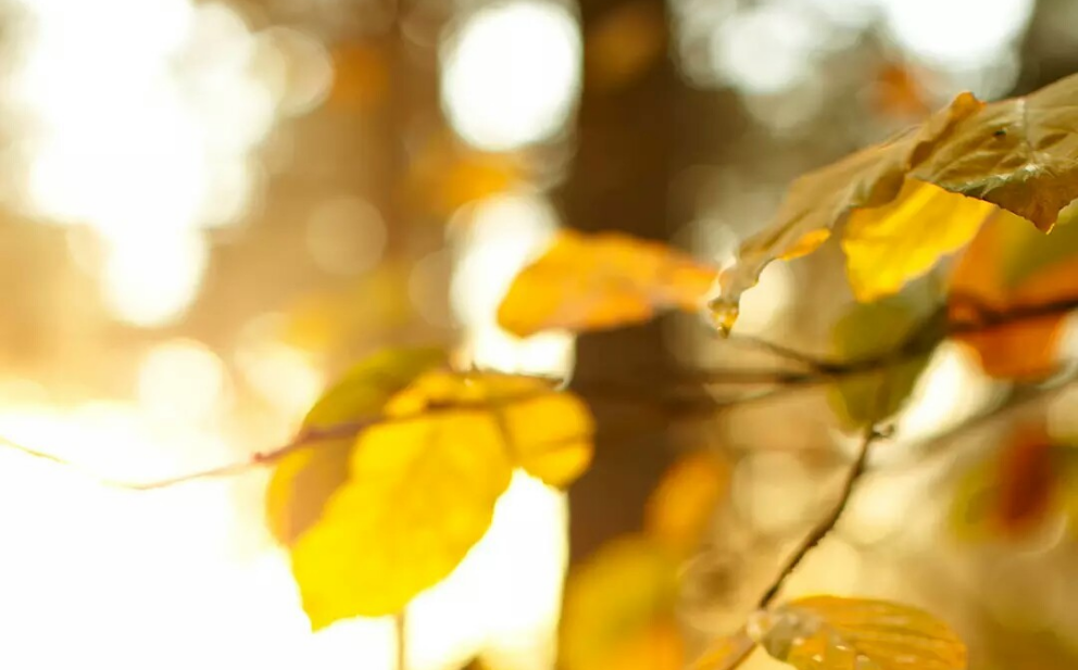 내 희망 thumbnail