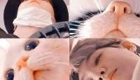 Le chaton cerisier thumbnail