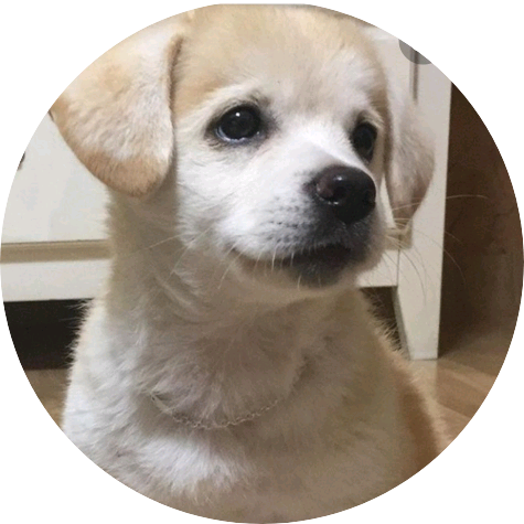 강이지 image