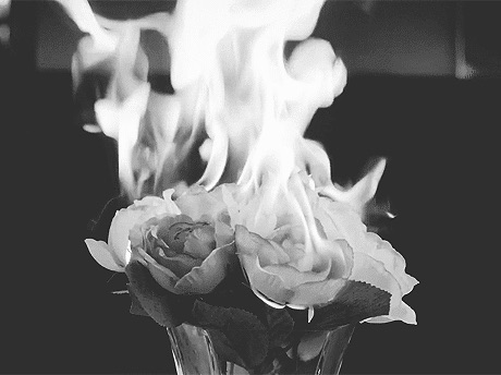 능소화  thumbnail