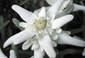 エーデルワイス thumbnail