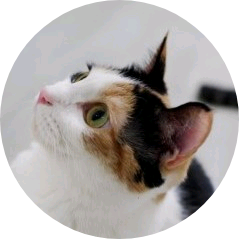 삼색고양이-여주 image