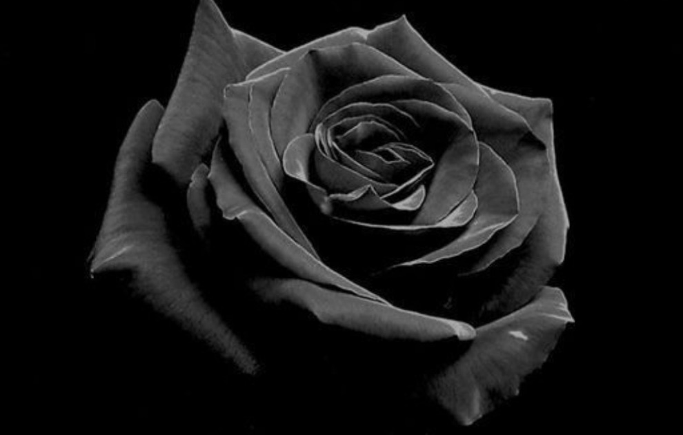 Rosa negra thumbnail