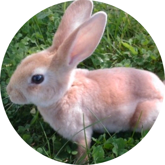 전정국(토끼) image