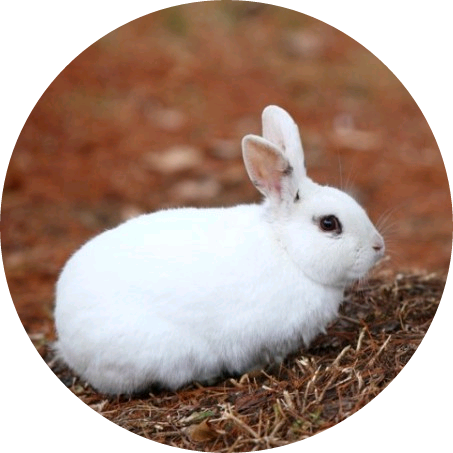 여주(토끼) image