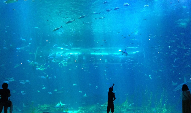 멋진 해양 thumbnail