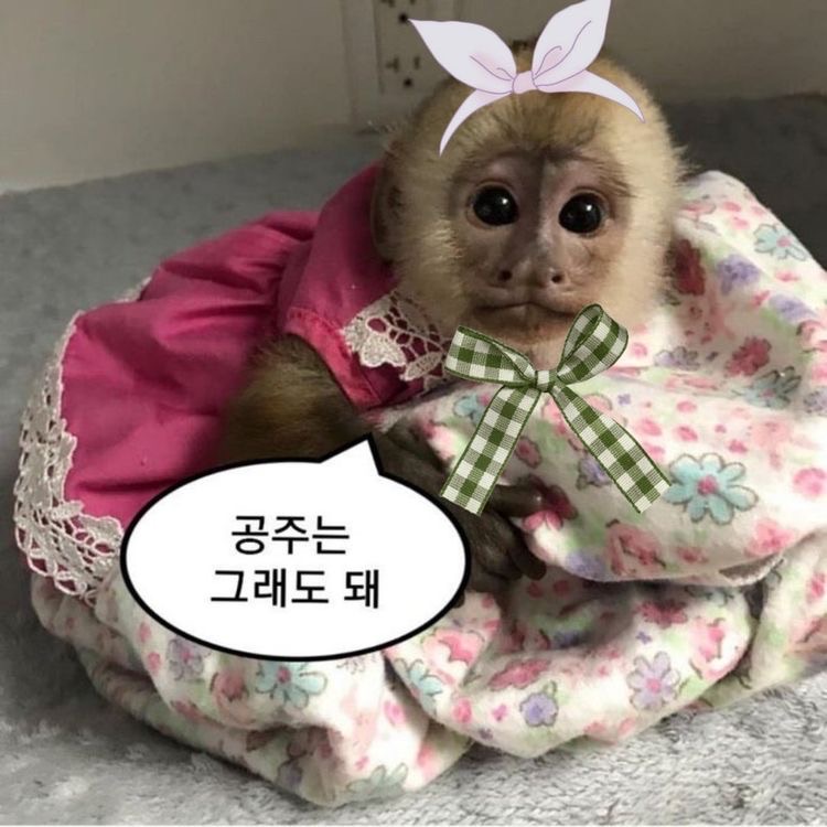 나혼자기집애 image