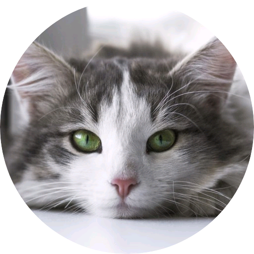 냥이 image