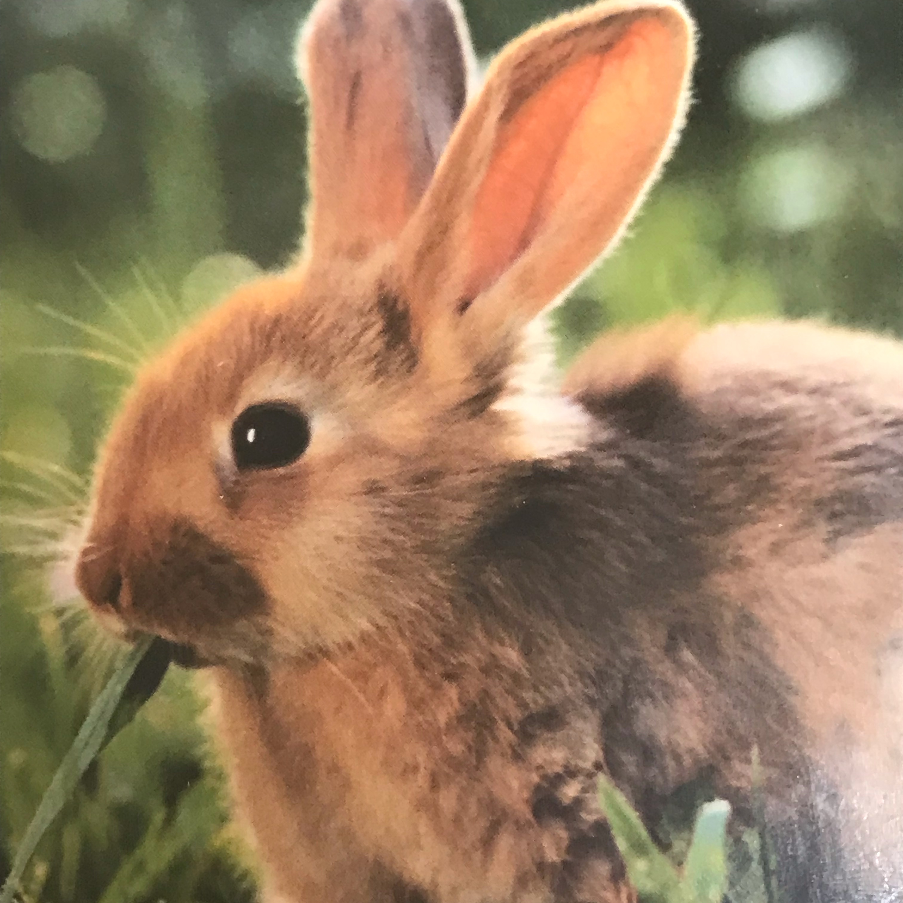 김여주/🐰 image