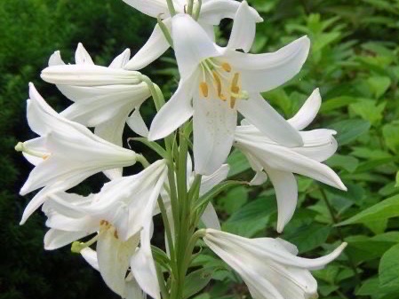 Lirio blanco (Serie descontinuada) thumbnail