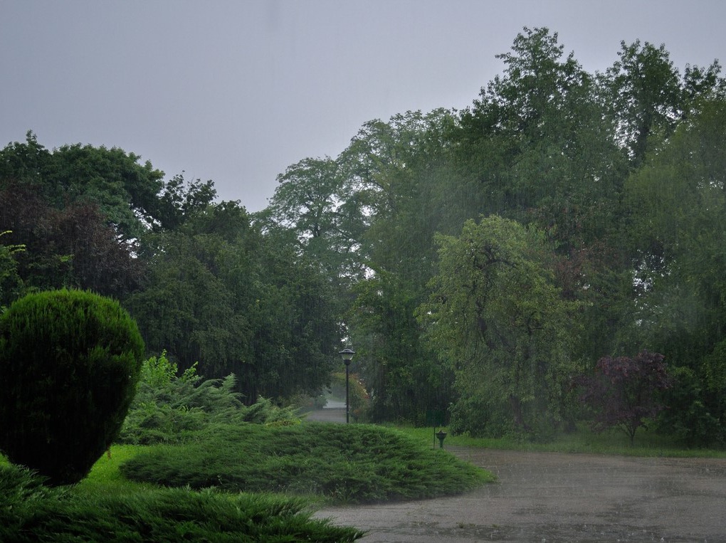 🐰🌼🐿️花开 thumbnail